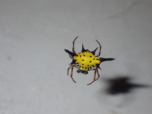 แมงมุมหลังหนามเหลืองจุดดำ · Hasselt's Spiny Spider · Macracantha hasselti