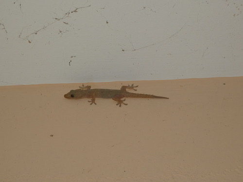 จิ้งจกบ้านหางหนาม · Asian House Gecko · Hemidactylus frenatus