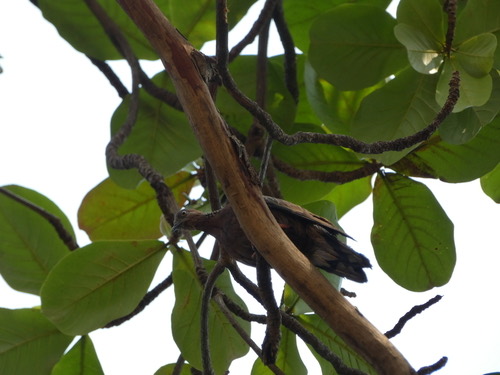 Spotted Dove (Southeast Asian) · Spilopelia chinensis tigrina
