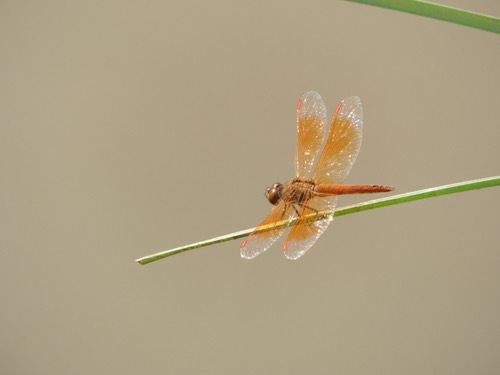 แมลงปอบ้านปีกเปื้อนส้ม · Ditch Jewel · Brachythemis contaminata