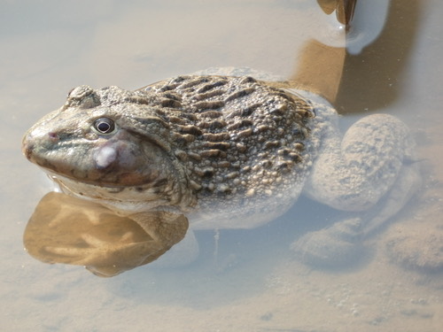 กบนา · East Asian Bullfrog · Hoplobatrachus chinensis