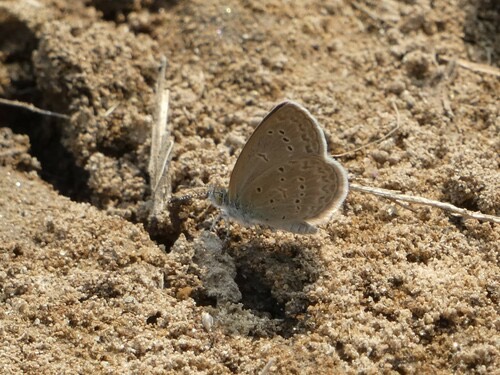 ผีเสื้อฟ้าดอกหญ้า · Lesser Grass Blue · Zizina otis