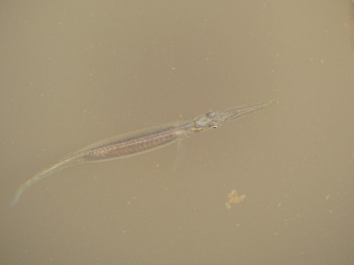 ปลาเข็ม · Siamese Wrestling Halfbeak · Dermogenys siamensis
