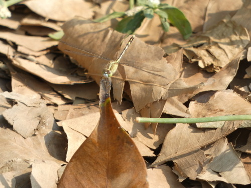 แมลงปอบ้านสองสีฟ้า · Chalky Percher · Diplacodes trivialis