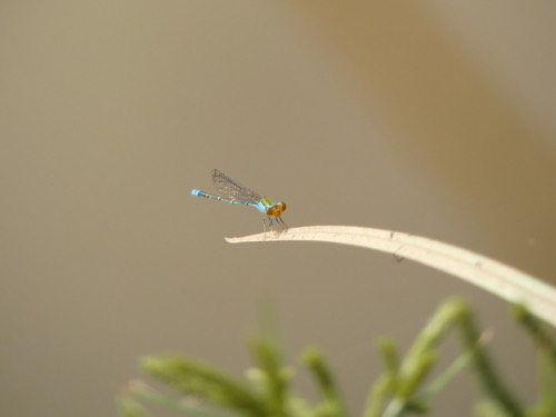 แมลงปอเข็มบ่อหน้าส้ม · Orange-faced Sprite · Pseudagrion rubriceps