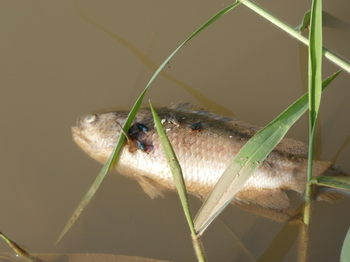 ปลาหมอ · Climbing Perch · Anabas testudineus