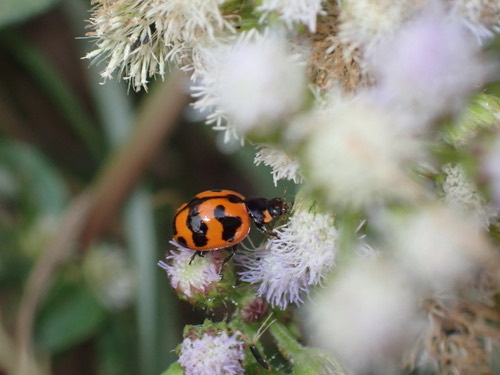 ด้วงเต่าลายขวาง · Small Transverse Ladybird Beetle · Coccinella transversalis