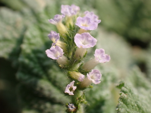 หญ้างวงช้าง · Indian Heliotrope · Heliotropium indicum