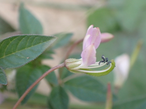 ผักเสี้ยนขน · Purple Cleome · Cleome rutidosperma