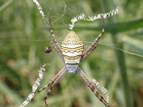 แมงมุมนุ่งซิ่นใหญ่ · Oval Saint Andrew's Cross Spider · Argiope aemula