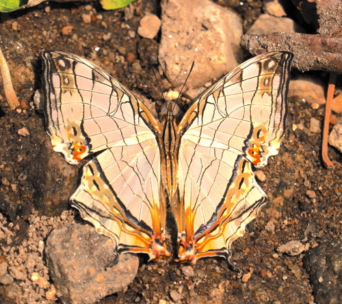 ผีเสื้อแผนที่ธรรมดา · Common Mapwing · Cyrestis thyodamas