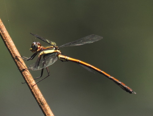 แมลงปอเข็มยักษ์ท้องส้ม · Philoganga loringae