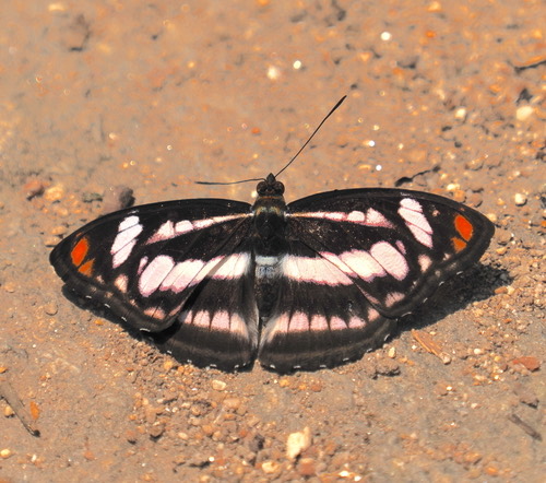 ผีเสื้อจ่าเมียสีส้ม · Colour Sergeant · Athyma nefte