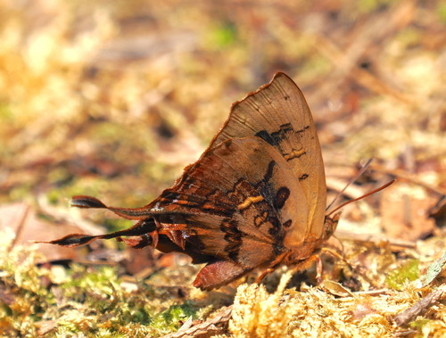 ผีเสื้อม่วงปีกตัด · Truncate Imperial · Cheritrella truncipennis
