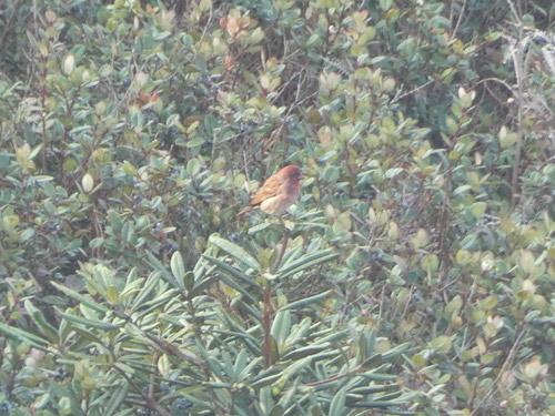 นกจาบปีกอ่อนสีกุหลาบ · Common Rosefinch · Carpodacus erythrinus