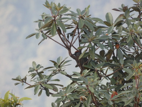 นกกะรางหัวแดง · Silver-eared Laughingthrush · Trochalopteron melanostigma