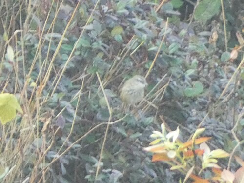 นกกระจิบหญ้าคิ้วขาว · Hill Prinia · Prinia superciliaris