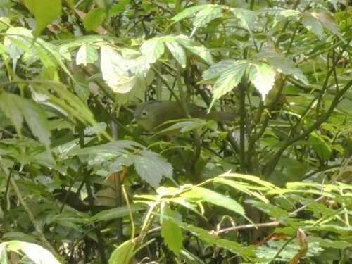 นกมุ่นรกตาแดง · Yunnan Fulvetta · Alcippe fratercula