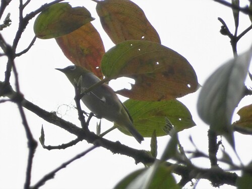 นกแว่นตาขาวสีข้างแดง · Chestnut-flanked White-eye · Zosterops erythropleurus