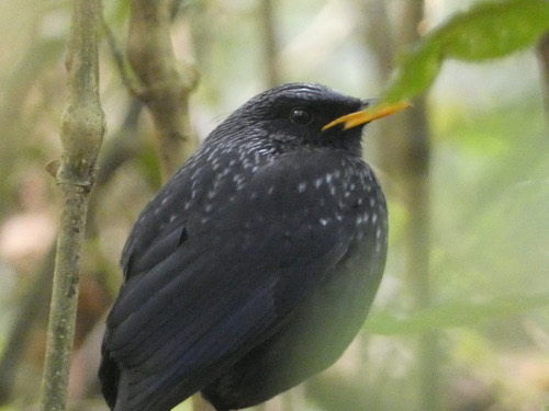 นกเอี้ยงถ้ำ · Blue Whistling-Thrush · Myophonus caeruleus