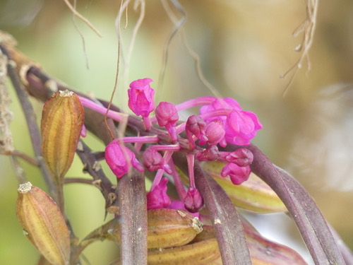 Holcoglossum semiteretifolium