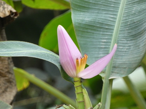 กล้วยบัวสีชมพู · Flowering Banana · Musa ornata