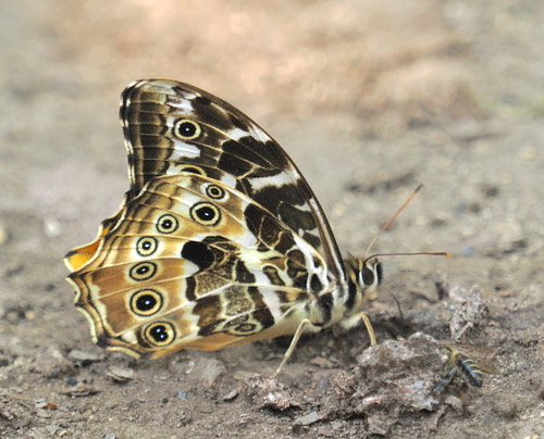 ผีเสื้อวงกตเหลือง · Yellow Labyrinth · Neope armandii