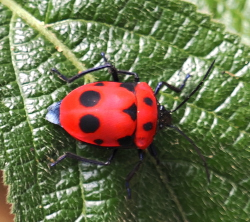 Nepal Shield-backed Bug · Poecilocoris nepalensis