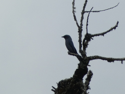 นกแซงแซวสีเทา · Ashy Drongo · Dicrurus leucophaeus