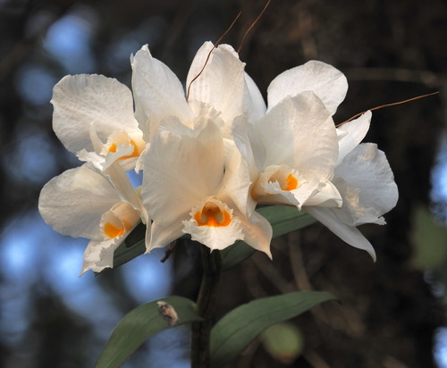เอื้องตาเหิน · Dendrobium infundibulum
