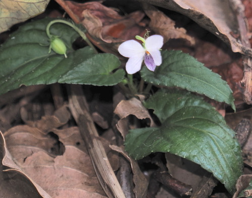 Viola sumatrana