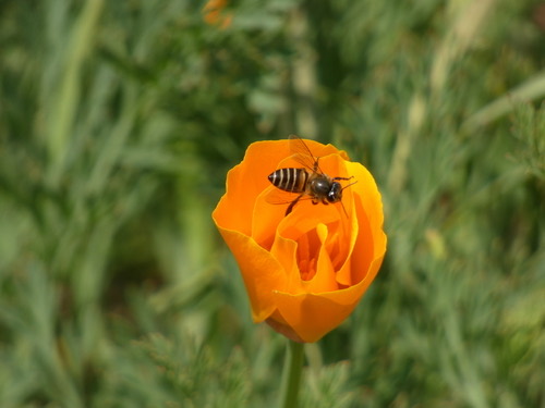 ผึ้งโพรง · Asian Honey Bee · Apis cerana