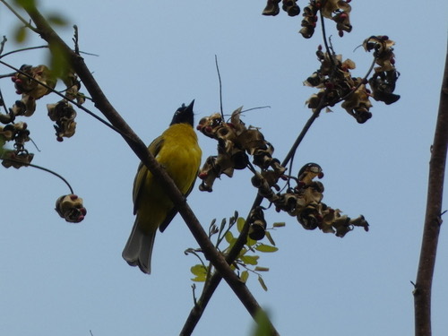 นกปรอดเหลืองหัวจุก · Black-crested Bulbul · Rubigula flaviventris
