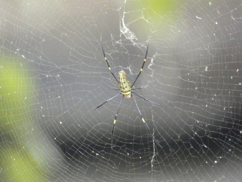 แมงมุมใยทองท้องขนาน · Giant Golden Orbweaver · Nephila pilipes