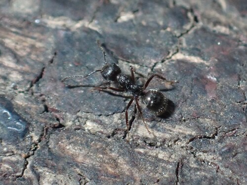 มดก้นห้อยธรรมดา · Cocoa Black Ant · Dolichoderus thoracicus