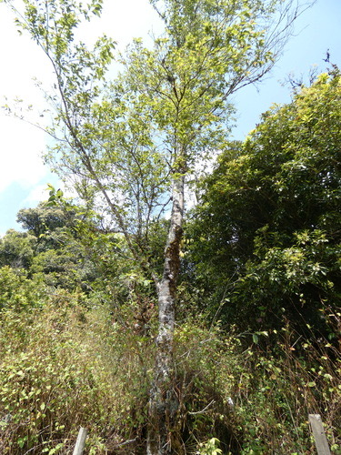กำลังเสือโคร่ง · Himalayan birch · Betula alnoides