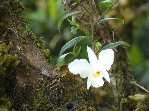 เอื้องตาเหิน · Dendrobium infundibulum