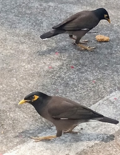 นกเอี้ยงสาริกา · Common Myna · Acridotheres tristis
