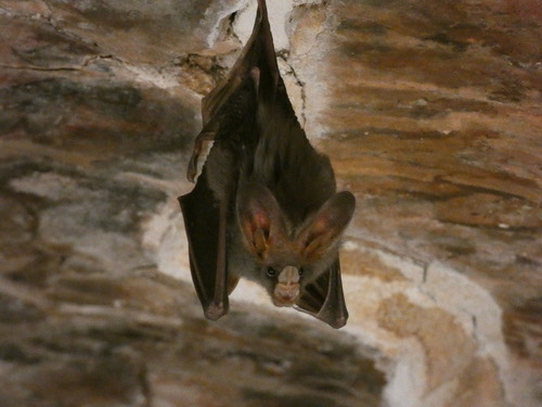 ค้างคาวแวมไพร์แปลงเล็ก · Lesser false vampire bat · Megaderma spasma