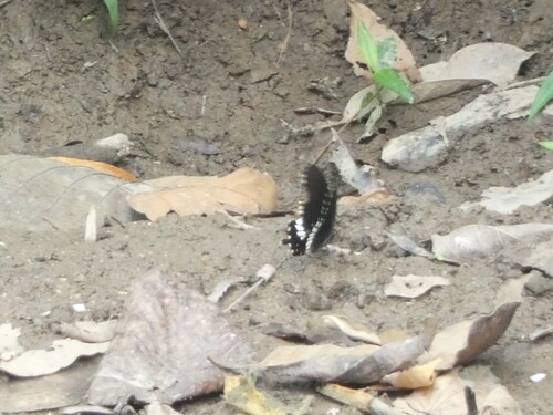 ผีเสื้อหางติ่งธรรมดา · Common Mormon Swallowtail · Papilio polytes