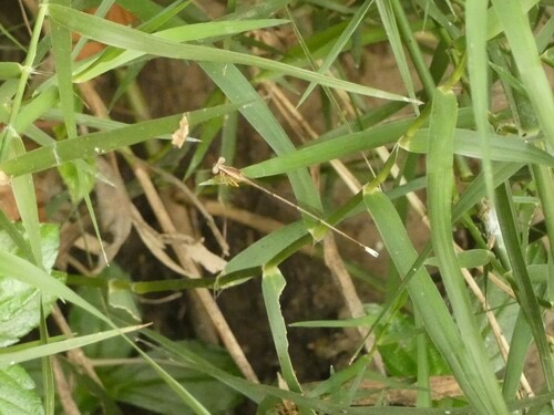 แมลงปอเข็มยาวปลายเด่น · Yellow featherlegs · Copera marginipes