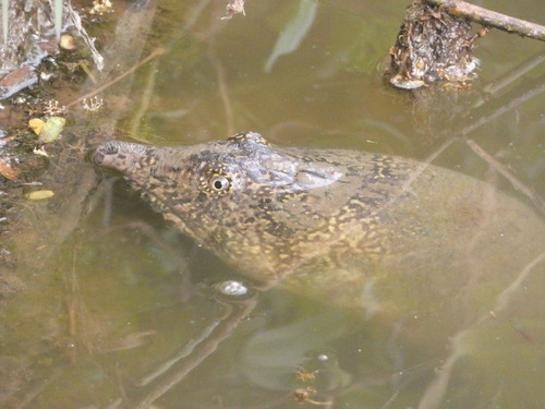 ตะพาบไทย · Narrow-headed Asian Softshell Turtle · Amyda ornata