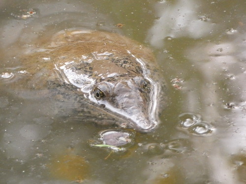 Amyda ornata phayrei