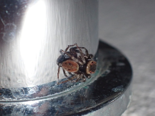 แมงมุมกระโดด Adanson · Adanson's House Jumper · Hasarius adansoni
