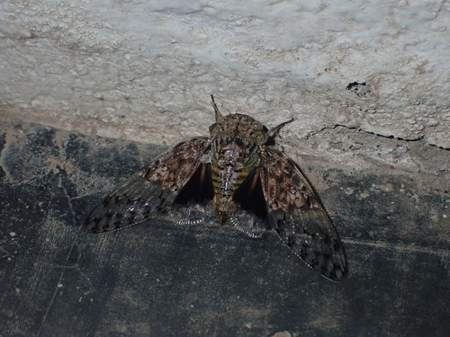 Neoplatypleura badia