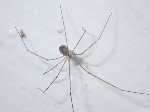 Tailed Cellar Spider · Crossopriza lyoni