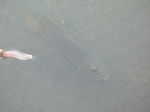 ปลาหมอท้องเหลือง · Redbelly Tilapia · Coptodon zillii