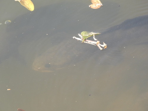 ปลาช่อน · Striped Snakehead · Channa striata