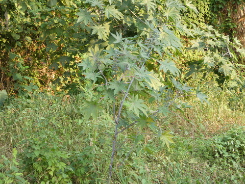 ละหุ่ง · castor bean · Ricinus communis