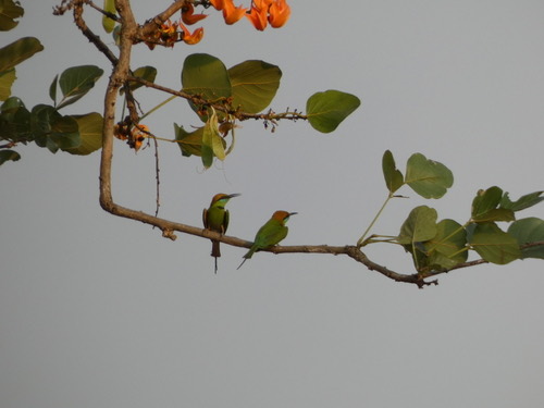 นกจาบคาเล็ก · Asian Green Bee-eater · Merops orientalis